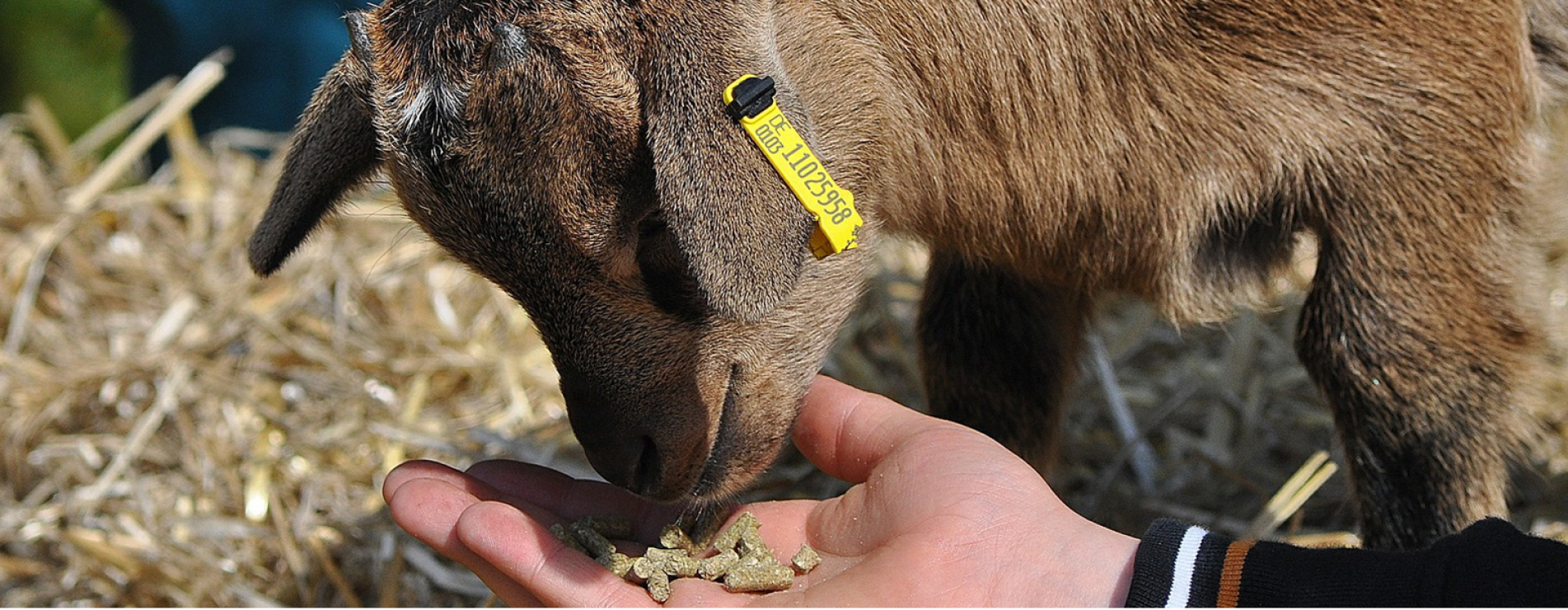 Kinderboerderijen