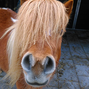 De_Vrijetijdkrant_kinderboerderijen_Achterhoek_Kinderboerderij_Didam