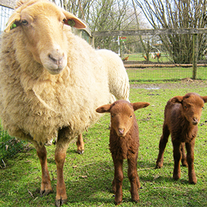 De_Vrijetijdkrant_kinderboerderijen_Achterhoek_kinderboerderij_feltsigt_bekveld