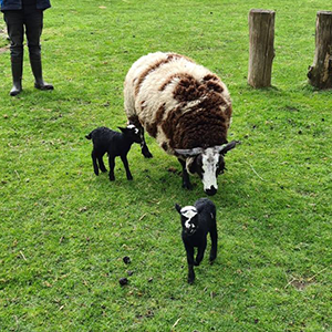 De_Vrijetijdkrant_kinderboerderijen_Achterhoek_kinderboerderij_freriks_winterswijk