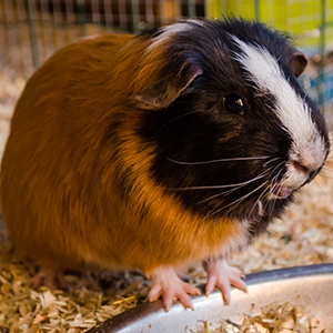 De_Vrijetijdkrant_kinderboerderijen_Liemers_Kinderboerderij_Horsterpark_Duiven