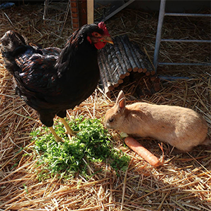 De_Vrijetijdkrant_kinderboerderijen_Rijk_van_Nijmegen_Kinderboerderij_De_Kleine_Kern