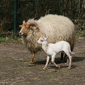 De_Vrijetijdkrant_kinderboerderijen_Rijk_van_Nijmegen_Kinderboerderij_t_Boerke