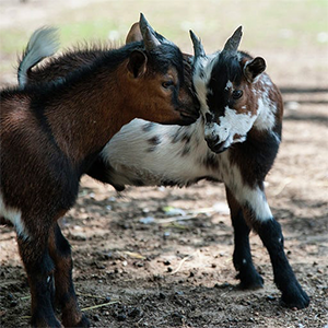 De_Vrijetijdkrant_kinderboerderijen_Rijk_van_Nijmegen_Stichting_Kinderboerderij_Gennep