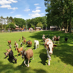 De_Vrijetijdkrant_kinderboerderijen_Steden-Driehoek_kinderboerderij_dondertman_holten