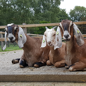 De_Vrijetijdkrant_kinderboerderijen_Utrecht_Balans_kinderboerderij