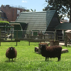 De_Vrijetijdkrant_kinderboerderijen_Utrecht_Dierenweide_Abstede