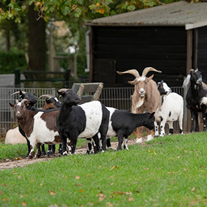 De_Vrijetijdkrant_kinderboerderijen_Utrecht_Dierenweide_Vleuten