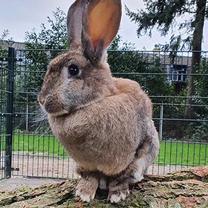 De_Vrijetijdkrant_kinderboerderijen_Utrecht_Kinderboerderij_Canton