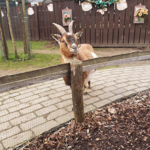 De_Vrijetijdkrant_kinderboerderijen_Utrecht_Knuffelweide_Amerongen