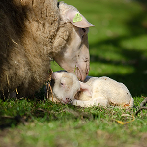 De_Vrijetijdkrant_kinderboerderijen_Utrecht_Stadsboerderij_De_Gagelsteede