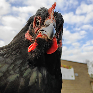 De_Vrijetijdkrant_kinderboerderijen_Utrecht_kinderboerderij_de_brink