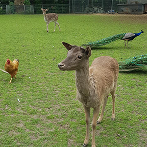 De_Vrijetijdkrant_kinderboerderijen_in_de_betuwe_stichting_hertenkamp